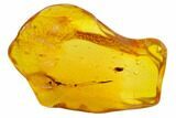 Detailed Fossil Flower In Baltic Amber #120617-1